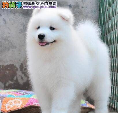 萨摩耶今早吐了，没精神是什么问题 如何治疗