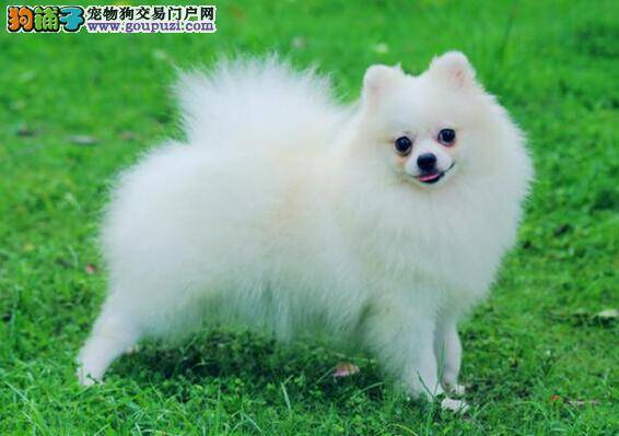 带博美犬做体检要做好的工作有哪些