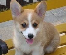 柯基犬不喜欢梳理毛发怎么办