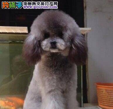 贵宾犬最近腿软，总吐是怎么了