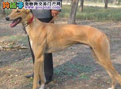 护理宝典之怎样清理格力犬的耳朵