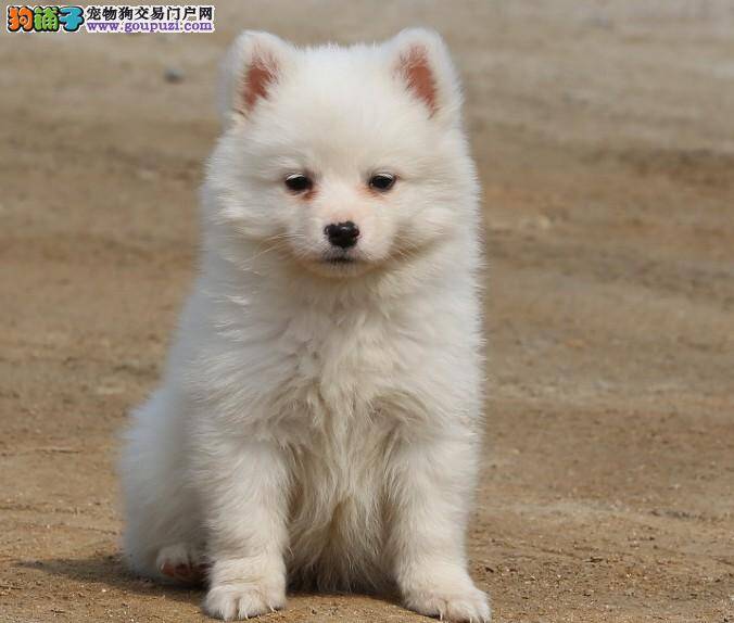 银狐犬出现泪痕，用爪子碰眼睛是因为什么