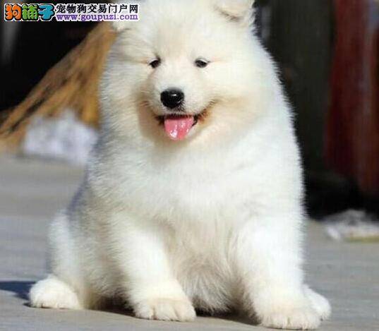 萨摩耶咳嗽一个多星期也不见好 怎么治疗