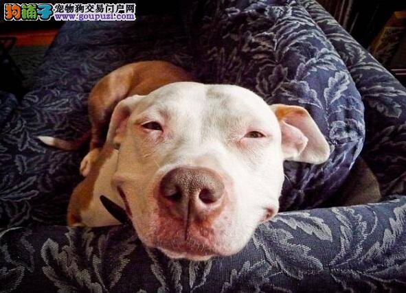 世界上最开心狗狗？比特犬从被领养后天天微笑