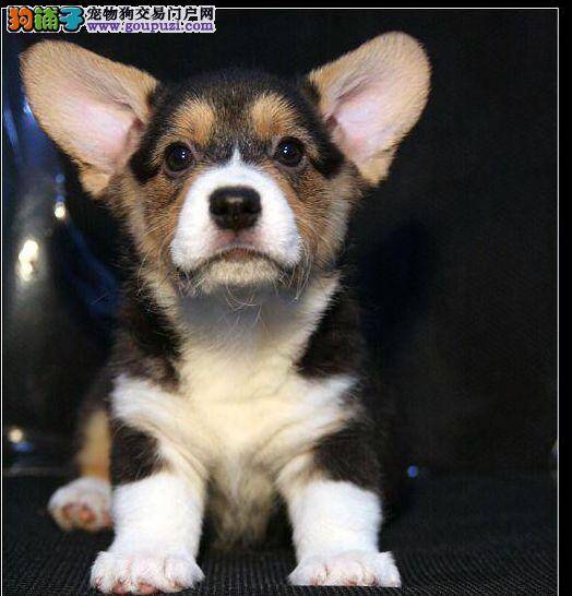 怎样挑选一只适合你的柯基犬