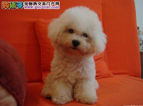 讲究卫生人人有责 如何护理比熊犬幼犬的卫生