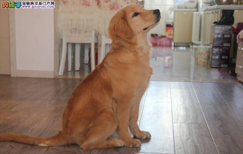 保持金毛犬臀部清洁的方法