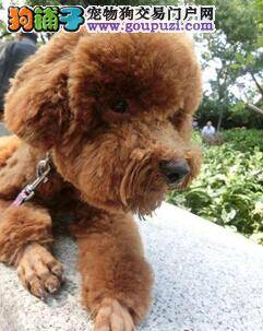 分析给贵宾犬注射疫苗失败的原因是什么