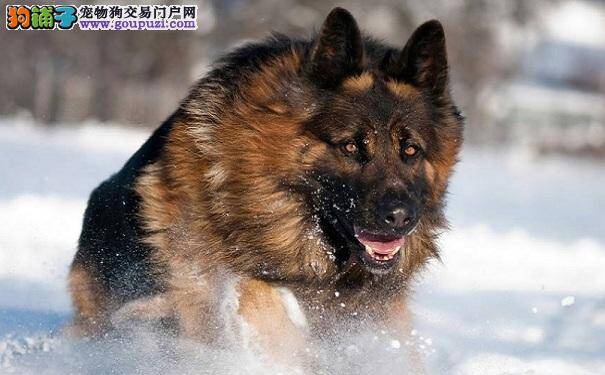 购买德国牧羊犬的价格了解 赛级德牧价钱很高