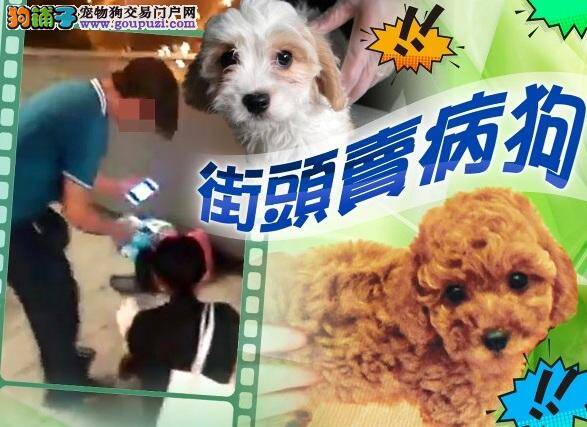 狗贩疑卖病犬，热心人士街头追讨