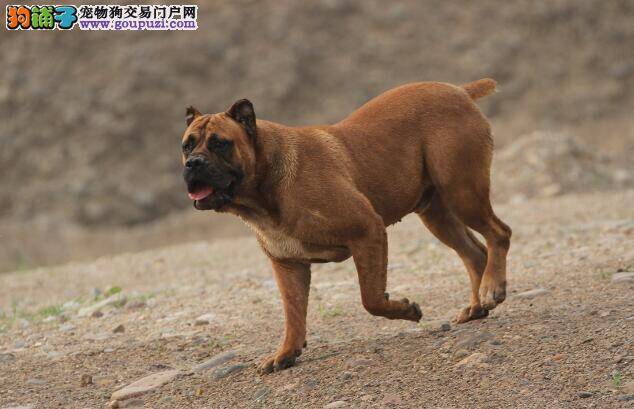 科普卡斯罗犬健康饮食的几个要点