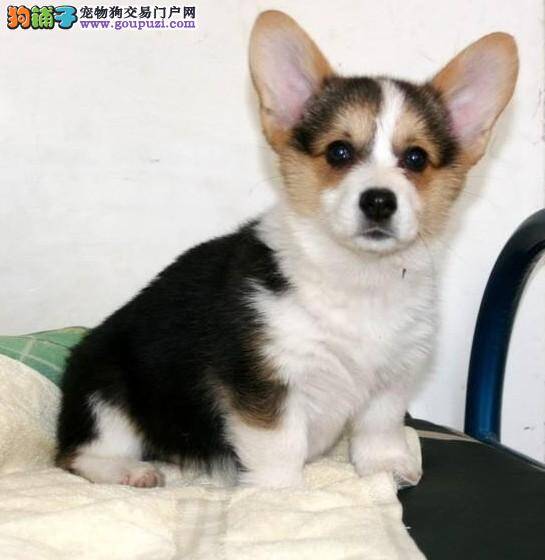 一只健康的柯基犬主人们要按照套路购买
