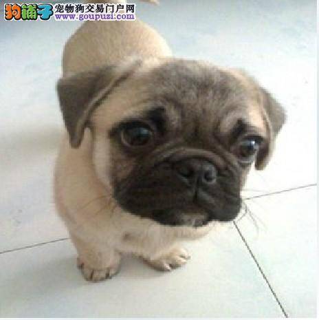 巴哥犬大便里有白色的虫子怎么办