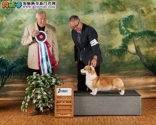 分享柯基犬训练中的一些好意见