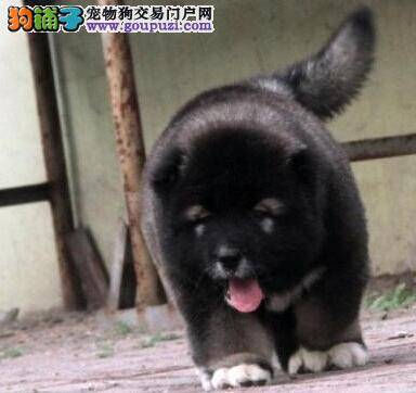 平时喂养高加索犬要给狗狗哪些营养