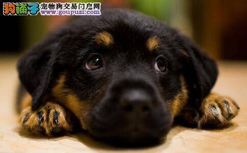 罗威纳犬的视觉和视力到底有多强
