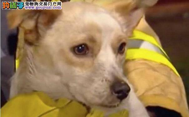 消防员冲进火宅找到昏迷狗狗 为它身下的东西震撼