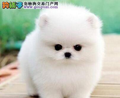 网购博美犬的禁忌事项