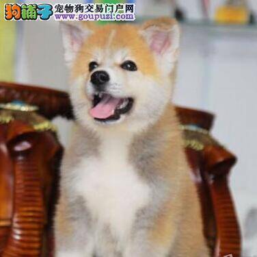 秋田犬最近呕吐，不吃饭是什么问题