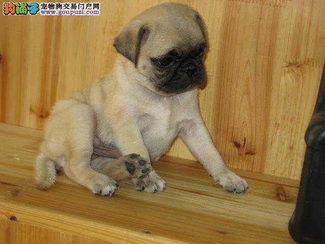 巴哥犬最近不爱站立是什么毛病