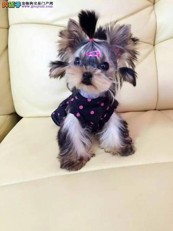 才买回来的约克夏3天没小便了