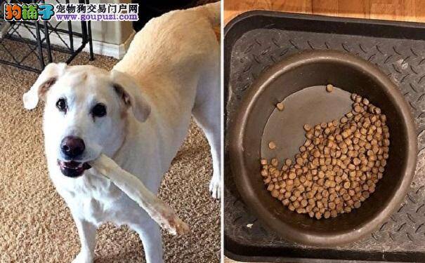 拉布拉多犬只吃一半食物 原因令人动容