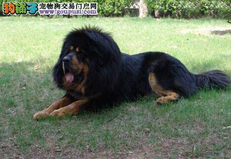 远离肥胖远离疾病 怎样防治藏獒的肥胖症