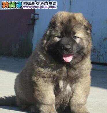 购买高加索犬要讲究哪些选购常识
