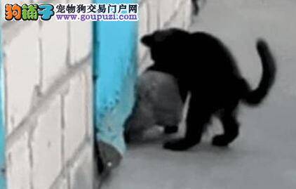 有爱猫咪帮助狗狗穿墙逃跑 打破猫狗是敌人的童话