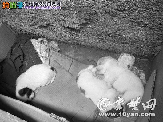 番禺集中整顿违规养犬  老太太配合警方主动弃养德牧