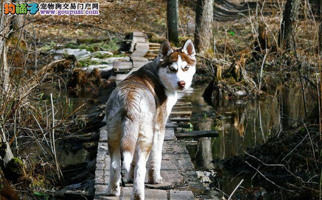 区分阿拉斯加犬与哈士奇的不同之饮食习惯篇