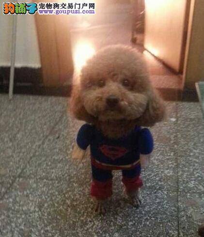 医疗圣经之贵宾犬不吃东西的原因是什么