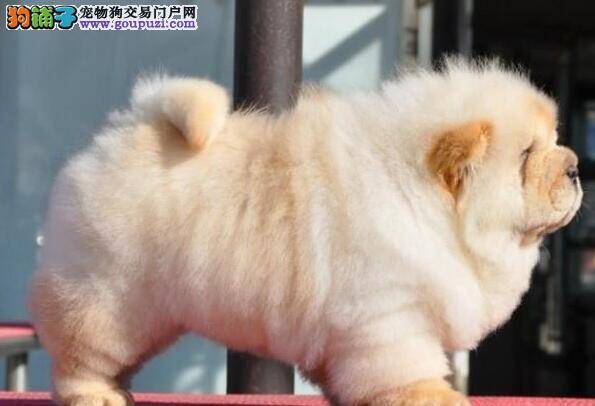 我们要怎么样去为松狮犬刷牙