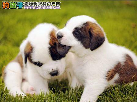 圣伯纳犬的选购要关注哪几个方面