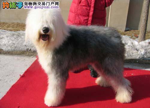从毛色与骨骼观察古代牧羊犬是否优秀