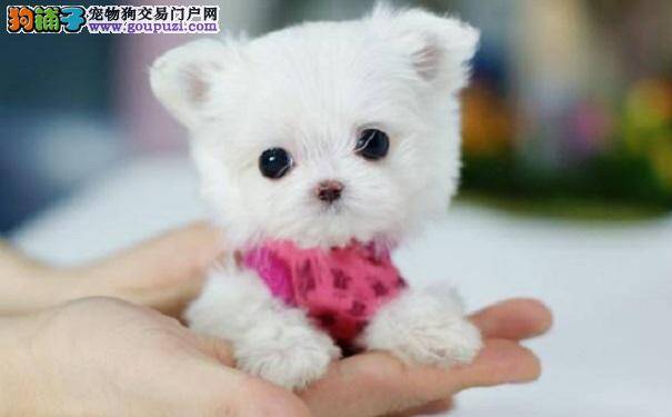 小小茶杯犬，喂养有诀窍