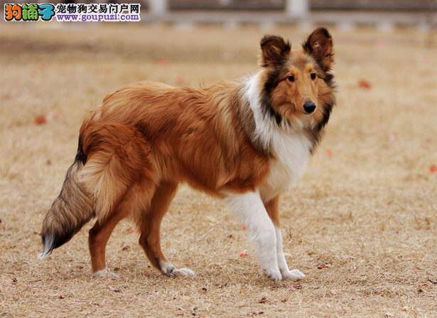 【喜乐蒂犬价格】纯种喜乐蒂犬多少钱一只（全国报价）