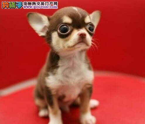 吉娃娃患上犬瘟应如何治疗