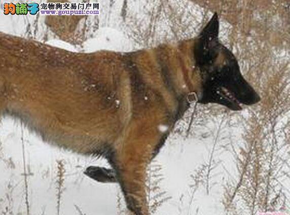 规范狗狗行为 帮助马犬养成良好的饮食习惯