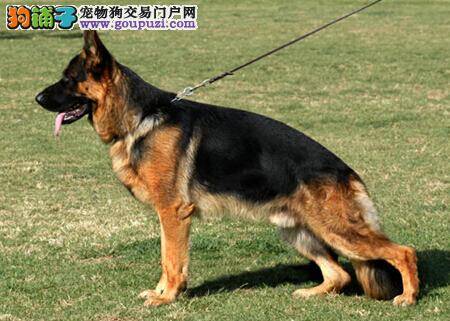 正确引导淘气狗 纠正德国牧羊犬破坏家具的不良行为