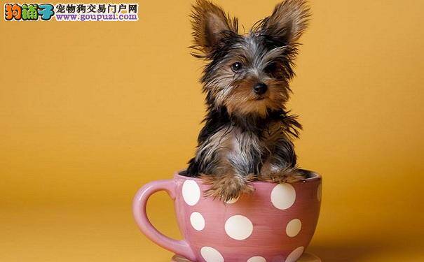 茶杯犬生病的征兆 眼睛怕光有可能是茶杯犬生病了