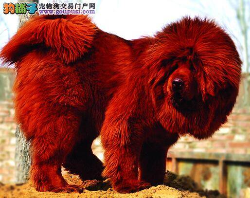 训狗处罚需正确 训练藏獒时主人应持有怎样的观点