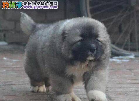 高加索犬眼睛为什么会发红