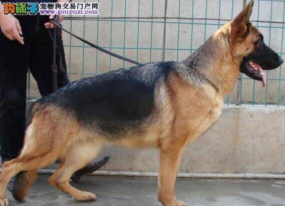 德国牧羊犬身上出现蠕形螨，发红如何是好