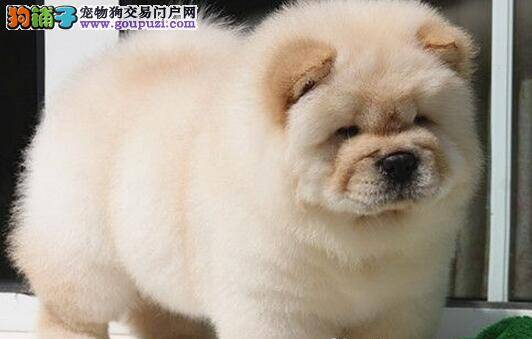 如何避免主人盲目的对松狮犬进行选购