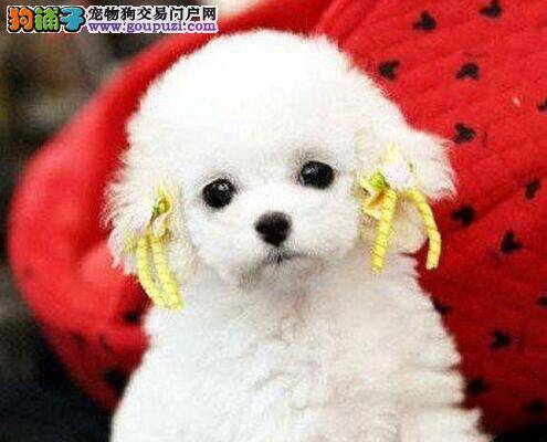 如何给泰迪犬挤肛门腺 求方法