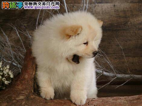 美味情缘之那些最适合给松狮犬吃的食物