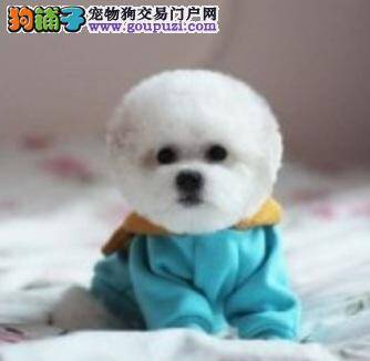 拥有纯白棉花糖般毛被的比熊犬