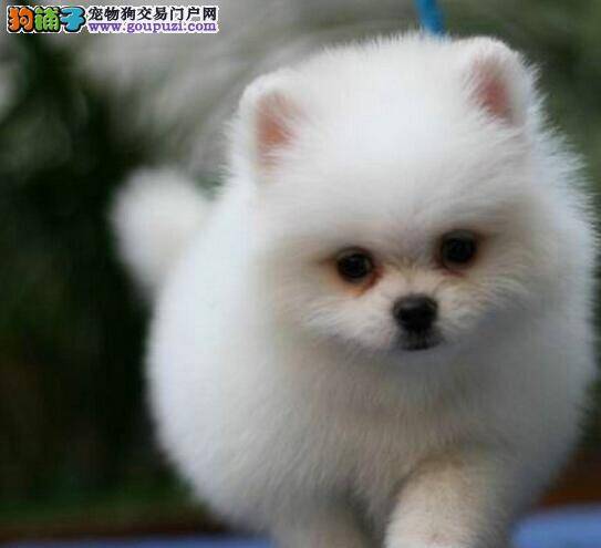 专家告诉你怎么饲养博美幼犬