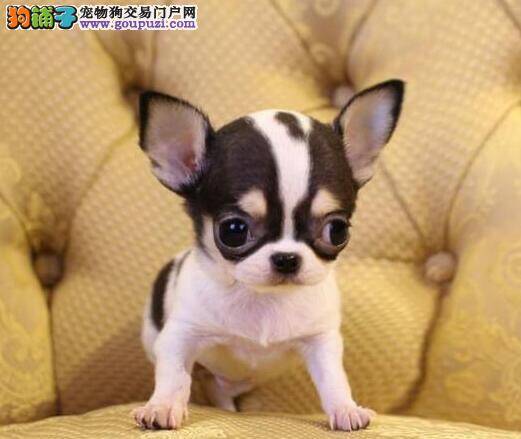 吉娃娃浑身哆嗦不停是怎么了
